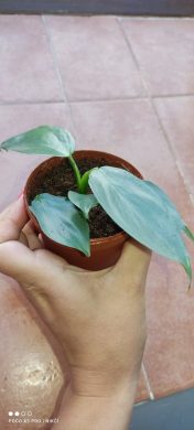 Philodendron Silver Queen