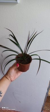 Dracaena marginata magenta