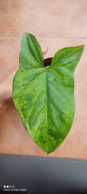 Syngonium mojito/mottled