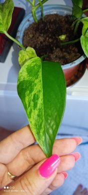 Epipremnum marble Queen