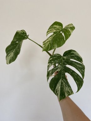 Monstera variegata