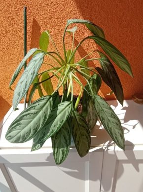 Aglaonema