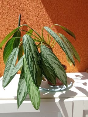 Aglaonema