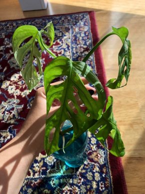 Řízek – Monstera Obliqua Moosst