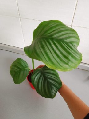 Calathea Orbifolia