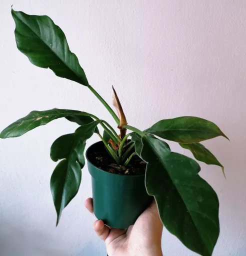 philodendron