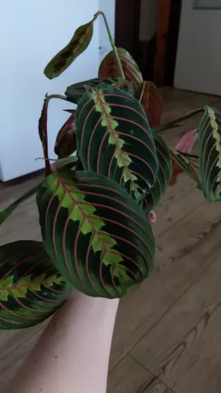 IMAG1912.webp