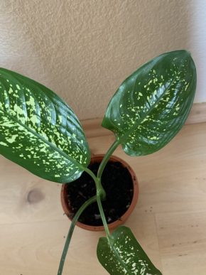 Dieffenbachia