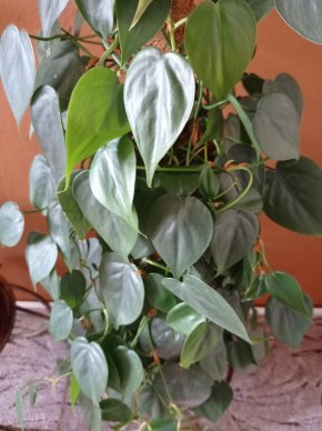 Philodendron hederaceum , řízky