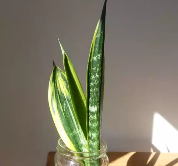 Gold Flame 0.webp