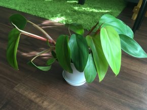 Philodendron ‘’Red Emerald’’