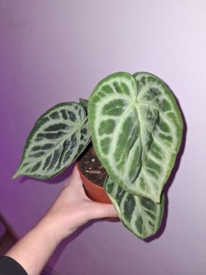 Anthurium crystallinum silver blush