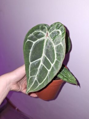 Anthurium crystallinum
