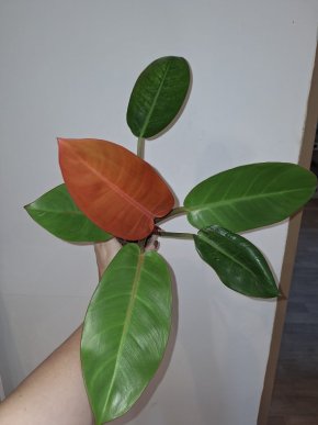 Philodendron prince of orange - sport variegata