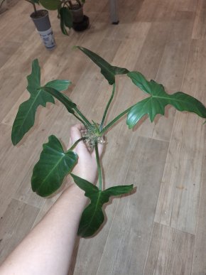 Philodendron camouflage dragon (narrow long form)