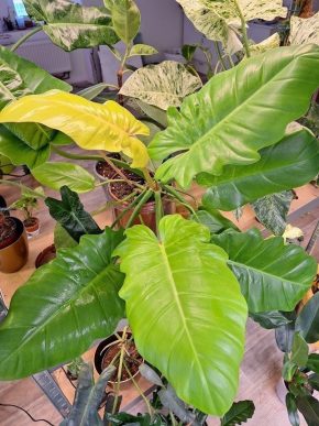 Raritka Philodendron jungle fever gold - Zakořenělý řízek.