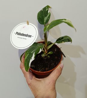 Philodendron White Princess 6