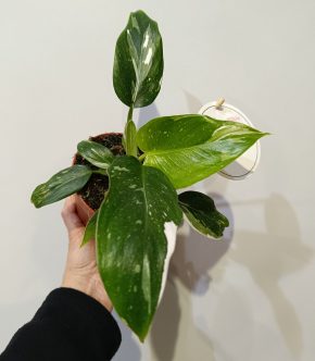 Philodendron White Princess 1