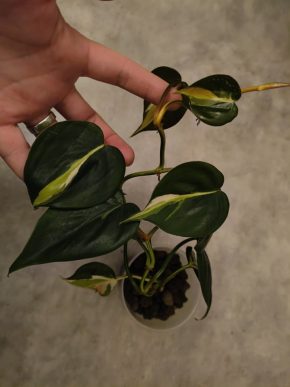 Philodendron Cream Splash