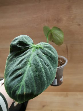 Philodendron El choco Red