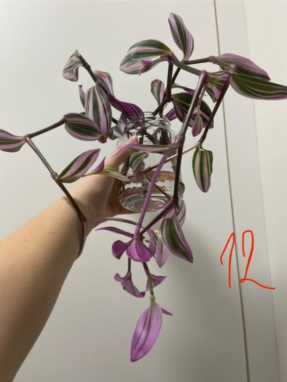 IMG_6728.jpeg