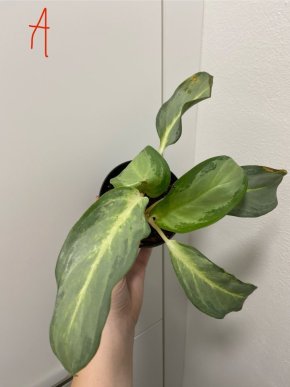Aglaonema Frosted Ghost