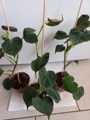 Philodendron lupinum 20 cm