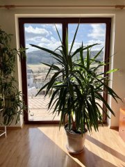 IMG_5018.jpeg