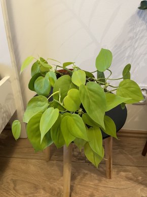 Philodendron hederaceum "Lemon Lime”