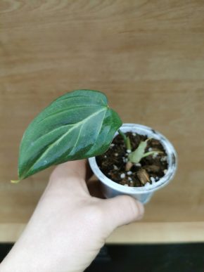 Philodendron Gloriosum