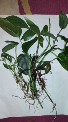 Piplací set za malý peníz - filodendron / monstera / scindapsus - 6 druhov!