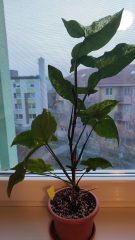 IMG_20240229_173818444.jpg