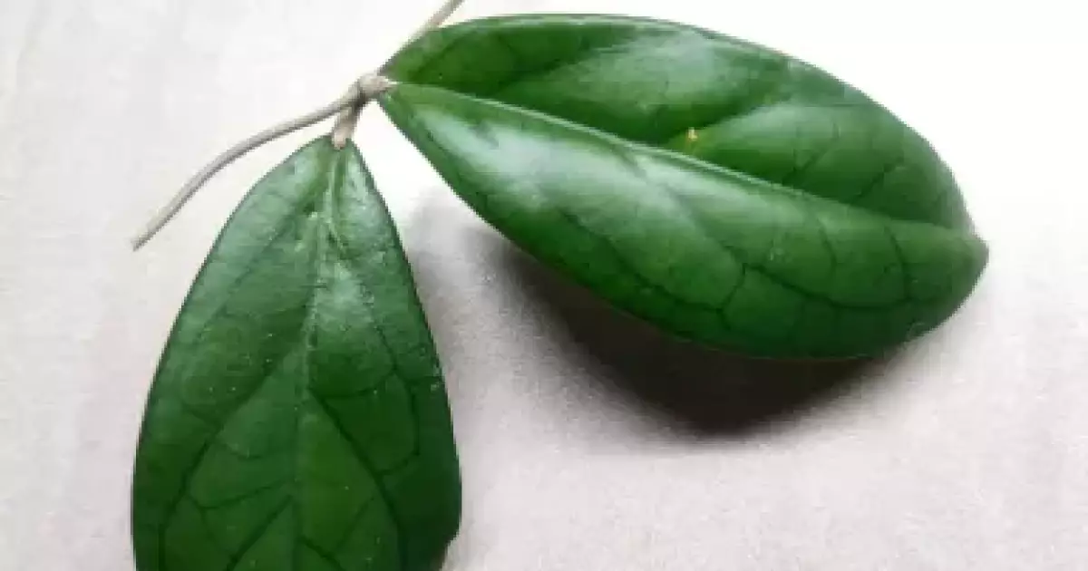Hoya callistophylla Spring Rabbit | Aukce rostlin