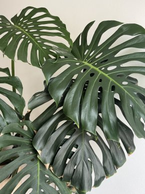 Velká Monstera
