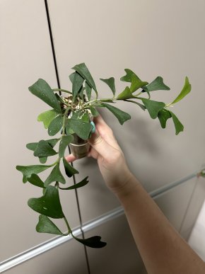 Hoya manipurenso