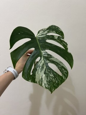 Monstera albo variegata