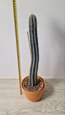 Kaktus rod Pilosocereus