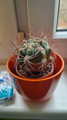 Gymnocalycium saglionis