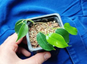 Ficus ´Wiandi´- bonsajový růst