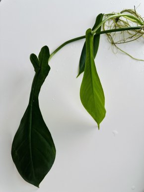 Philodendron Joepii - Řízek