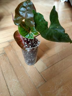 Syngonium Dark Maria