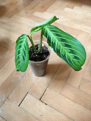 Marantha Lemon Lime