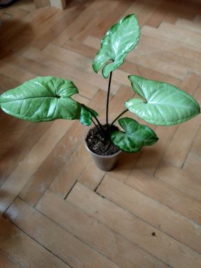 Syngonium White Butterfly
