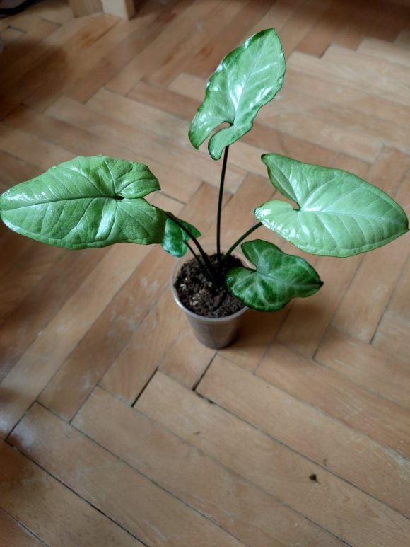 IMG20240308133836.jpg