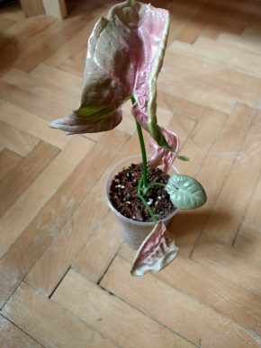 Syngonium Neon Robusta