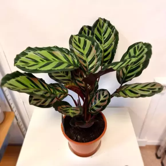 Kalatea Makoyana 1.webp