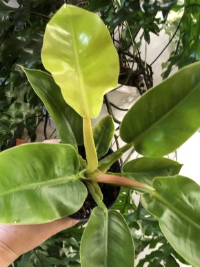 Philodendron Imperial Gold.