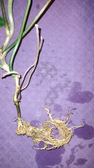 IMG_20240305_205200540.jpg