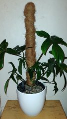 IMG_20240307_200918088.jpg