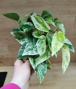 Epipremnum Marble queen